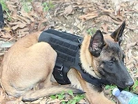 Tactisch hondenharnas xl zwart - afbeelding 2 van  4