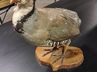 Taxe dermi perdrix rouge alectoris rufa 300 mm