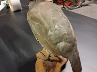 Taxe dermi perdrix rouge alectoris rufa 300 mm - afbeelding 2 van  4