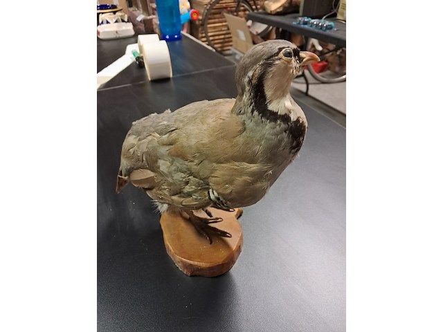 Taxe dermi perdrix rouge alectoris rufa 300 mm - afbeelding 3 van  4