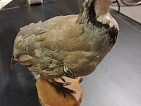 Taxe dermi perdrix rouge alectoris rufa 300 mm - afbeelding 3 van  4