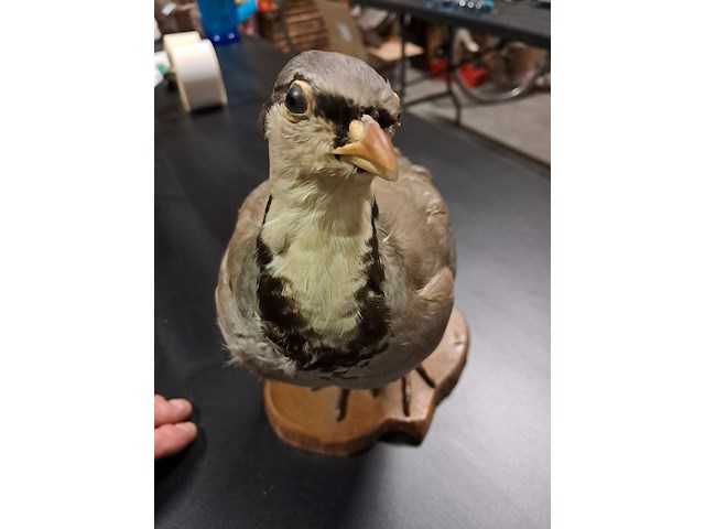 Taxe dermi perdrix rouge alectoris rufa 300 mm - afbeelding 4 van  4