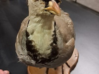 Taxe dermi perdrix rouge alectoris rufa 300 mm - afbeelding 4 van  4