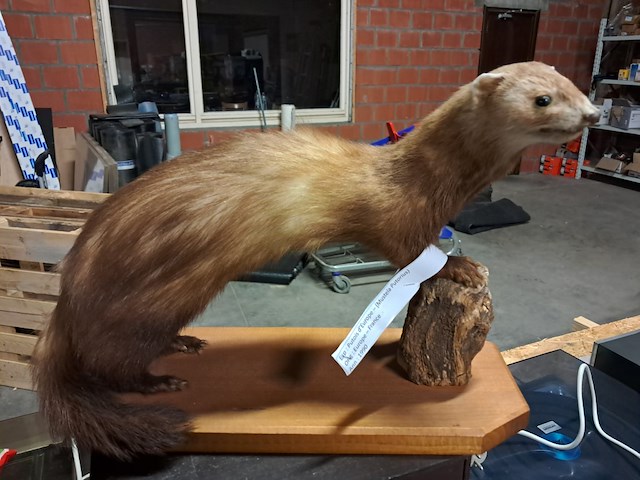 Taxi dermic - afbeelding 1 van  6