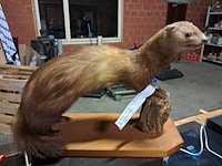 Taxi dermic - afbeelding 1 van  6