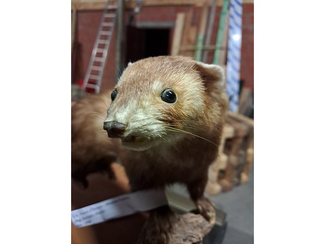 Taxi dermic - afbeelding 2 van  6