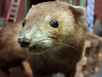 Taxi dermic - afbeelding 2 van  6