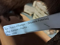 Taxi dermic - afbeelding 3 van  6