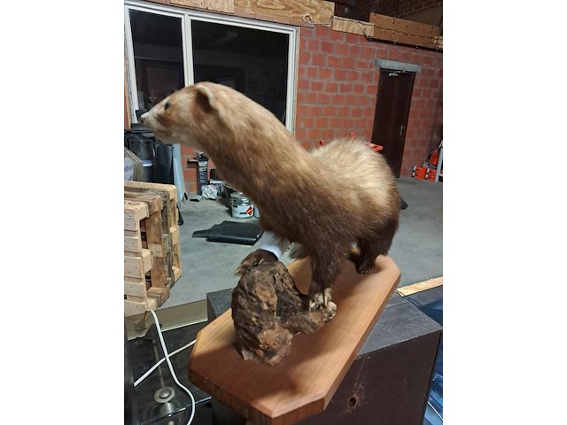 Taxi dermic - afbeelding 4 van  6