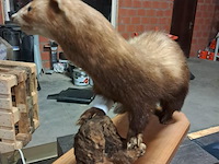 Taxi dermic - afbeelding 4 van  6