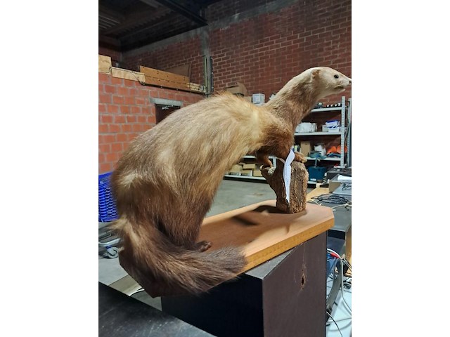 Taxi dermic - afbeelding 5 van  6