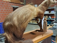 Taxi dermic - afbeelding 5 van  6