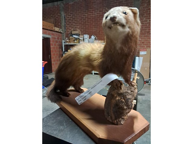 Taxi dermic - afbeelding 6 van  6