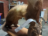 Taxi dermic - afbeelding 6 van  6