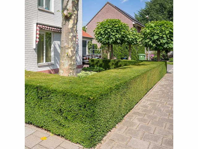 Taxus baccata (ca. 160-180cm) haag (25x) - afbeelding 1 van  4