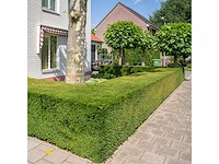 Taxus baccata (ca. 160-180cm) haag (25x) - afbeelding 1 van  4