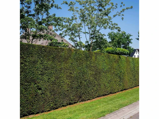 Taxus baccata (ca. 160-180cm) haag (25x) - afbeelding 2 van  4
