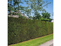 Taxus baccata (ca. 160-180cm) haag (25x) - afbeelding 2 van  4
