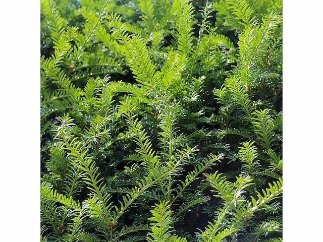 Taxus baccata (ca. 160-180cm) haag (25x) - afbeelding 3 van  4