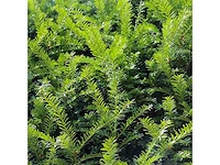 Taxus baccata (ca. 160-180cm) haag (25x) - afbeelding 3 van  4