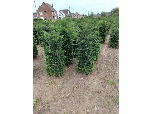 Taxus baccata (ca. 160-180cm) haag (25x) - afbeelding 4 van  4