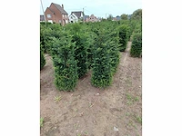 Taxus baccata (ca. 160-180cm) haag (25x) - afbeelding 4 van  4