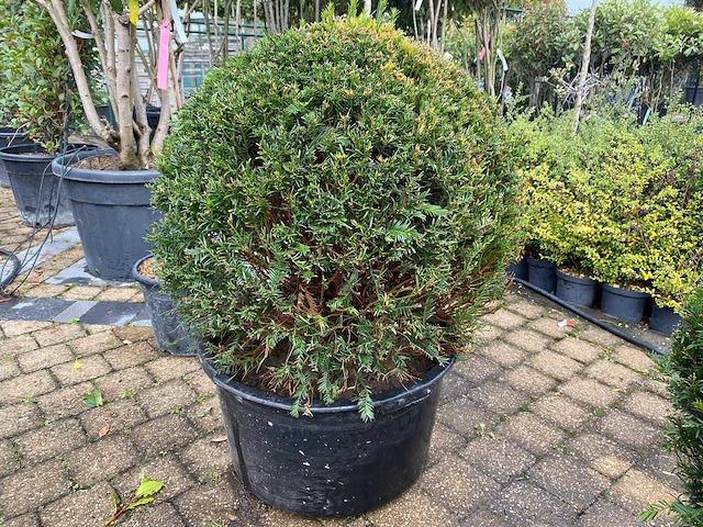 Taxus bol (2x) - afbeelding 1 van  2