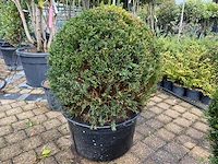 Taxus bol (2x) - afbeelding 1 van  2