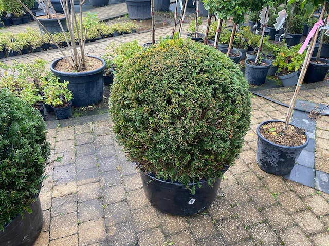 Taxus bol (2x) - afbeelding 2 van  2