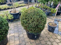 Taxus bol (2x) - afbeelding 2 van  2