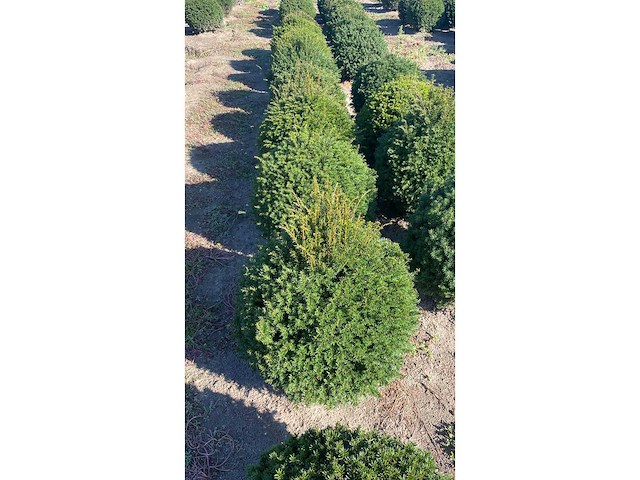 Taxus bol 40 diameter vaste plant (4x) - afbeelding 1 van  2