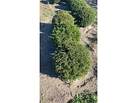 Taxus bol 40 diameter vaste plant (4x) - afbeelding 2 van  2