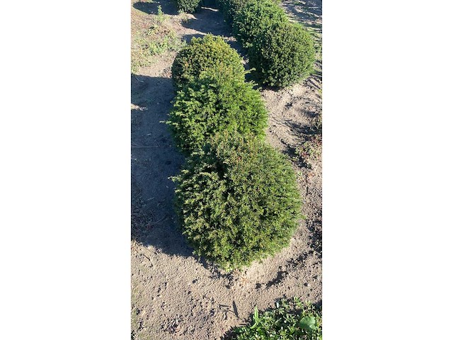 Taxus bol 40 diameter vaste plant (4x) - afbeelding 2 van  2
