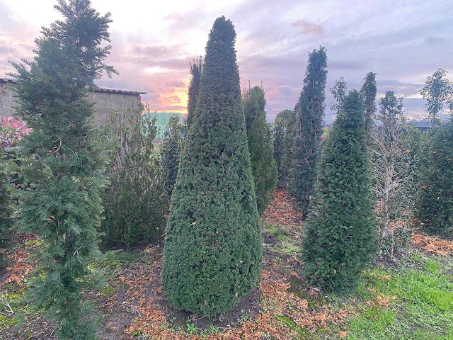 Taxus piramide 200cm (met kluit) haag - afbeelding 1 van  1
