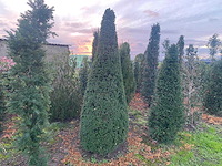 Taxus piramide 200cm (met kluit) haag - afbeelding 1 van  1