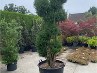 Taxus pompon - afbeelding 1 van  2