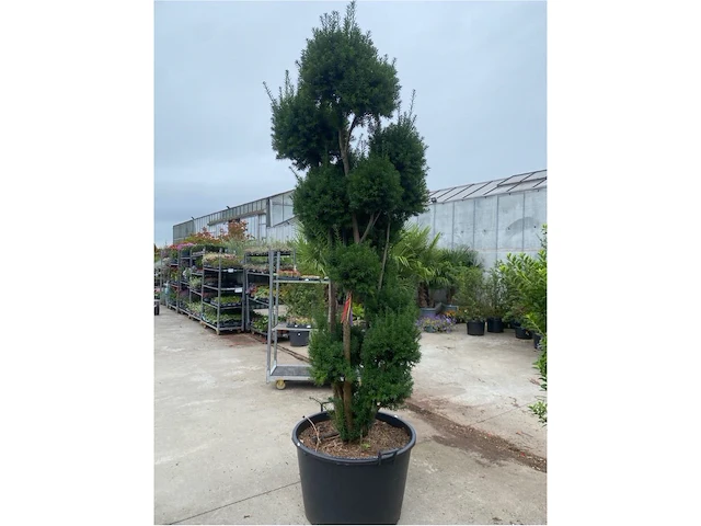 Taxus pompon - afbeelding 2 van  2