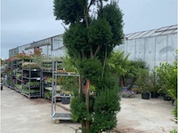 Taxus pompon - afbeelding 2 van  2