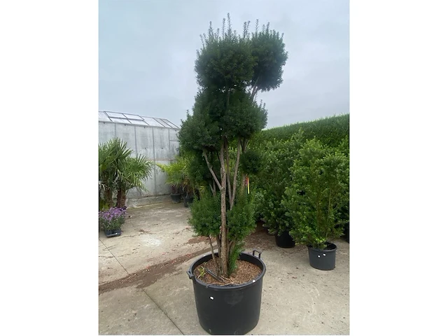 Taxus pompon - afbeelding 1 van  2