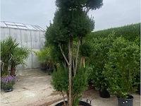 Taxus pompon - afbeelding 1 van  2