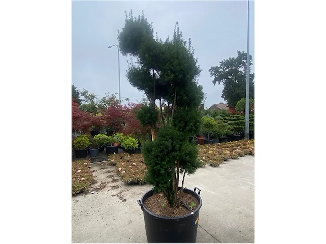 Taxus pompon - afbeelding 2 van  2