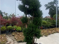 Taxus pompon - afbeelding 2 van  2