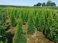 Thuja smaragd (ca. 180-200cm) haag (25x) - afbeelding 1 van  1