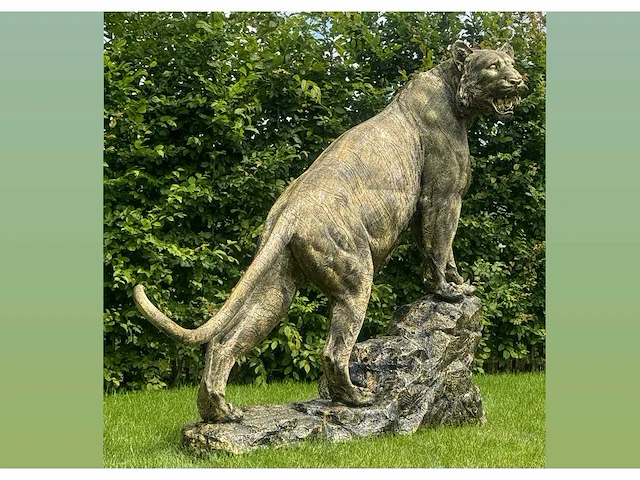 Tiger on rock h140 old gold - afbeelding 2 van  3