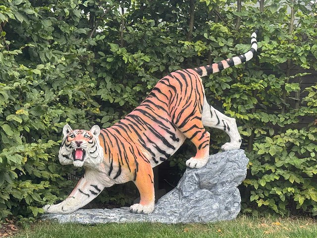 Tiger on rock h155cm x l180cm - afbeelding 2 van  2