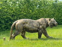 Tijger lopend h57cm x l130cm old gold - afbeelding 1 van  1