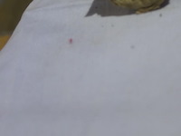 Toile cirée op rol - afbeelding 3 van  3