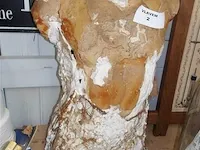 Torso