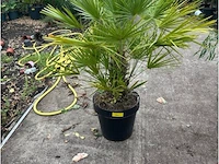 Trachecarpus humulus - afbeelding 1 van  2