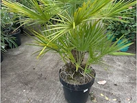 Trachecarpus humulus - afbeelding 2 van  2